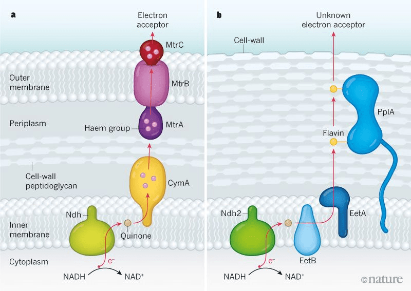 Cartoon of Mtr protein pathway from Ndh in the inner membrane to MtrC in the outer membrane